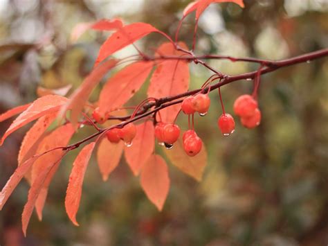 Harvesting and Preserving Indian Magic Crabapple: Tips for Success